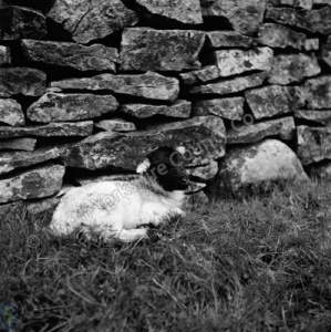 Sheep, Conistone